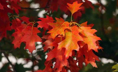 Dieta dell'autunno