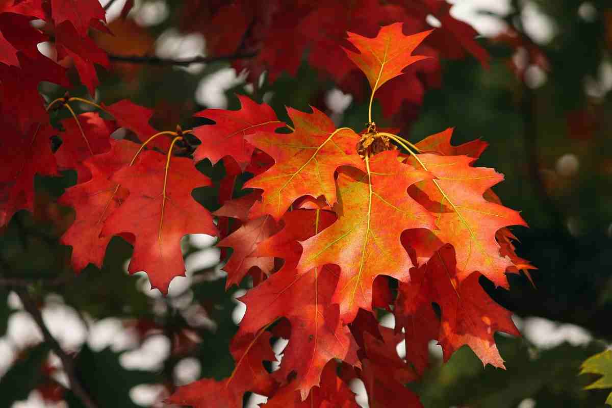 Dieta dell'autunno