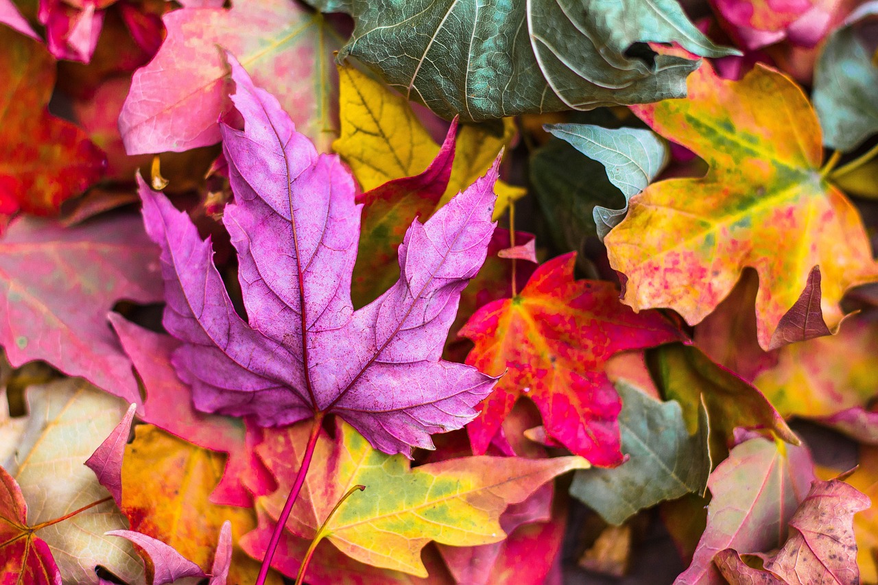 Dove vedere il foliage autunnale